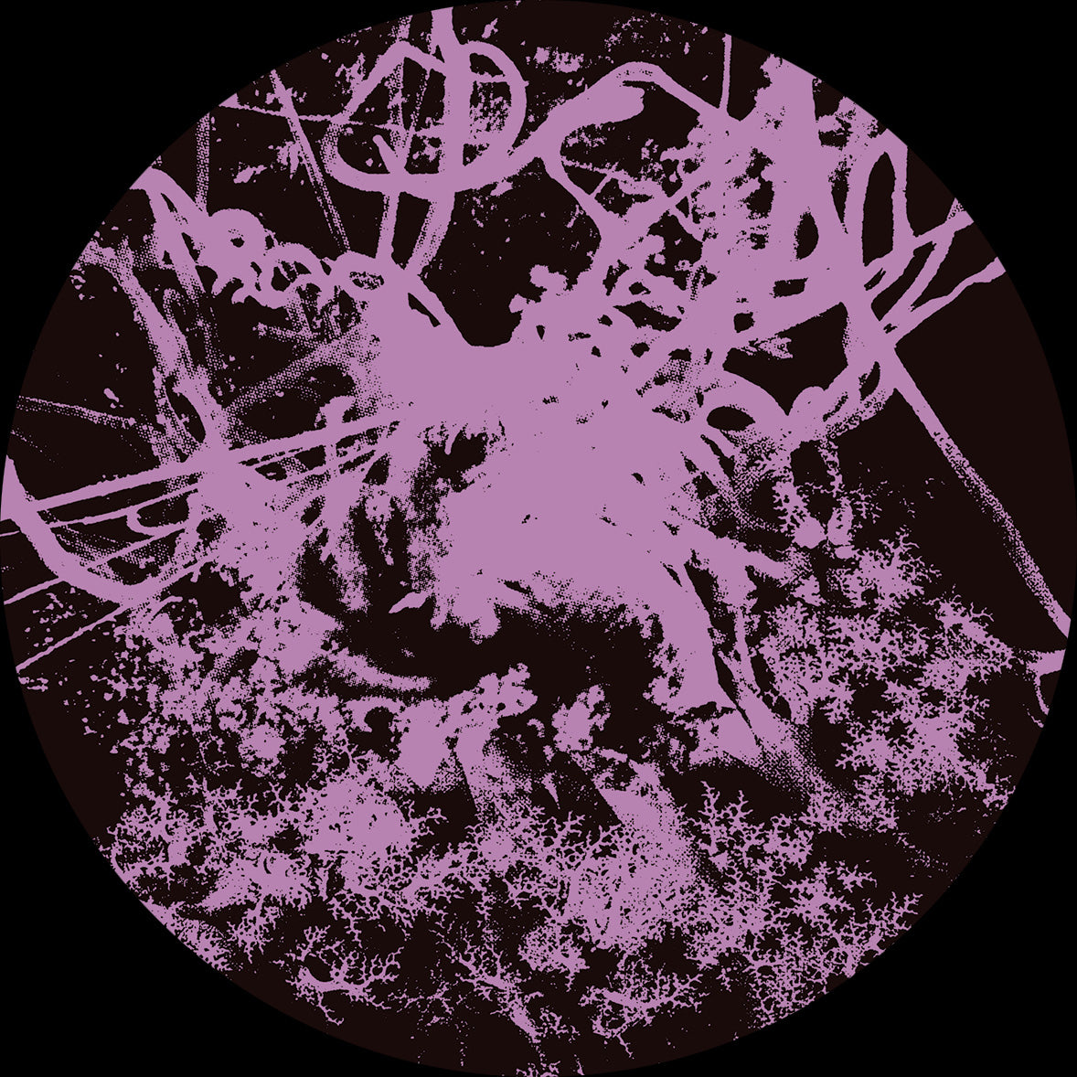 SY - METAMORPHOSIS EP