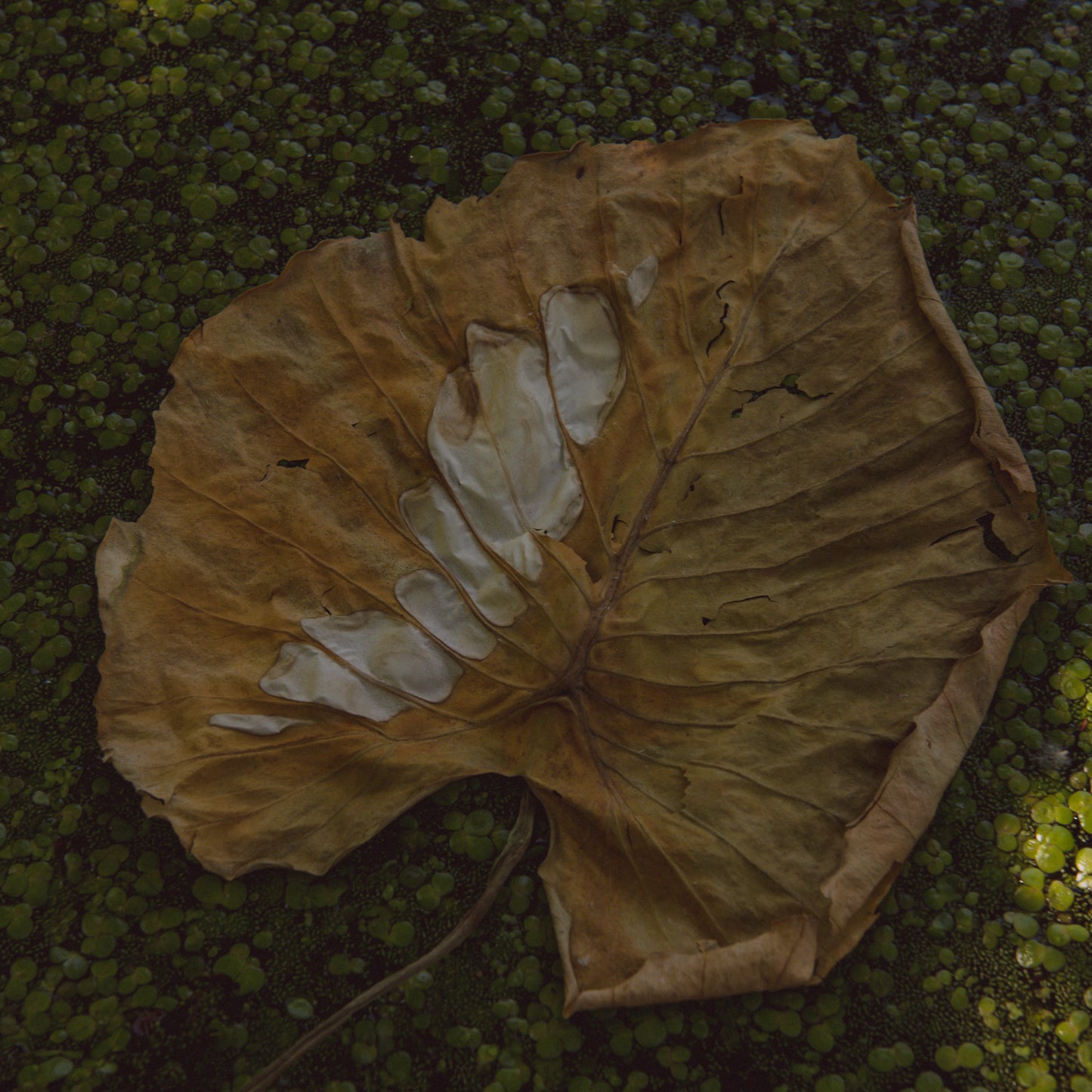 ADELA MEDE - NE LÉPJ A VIRÁGRA