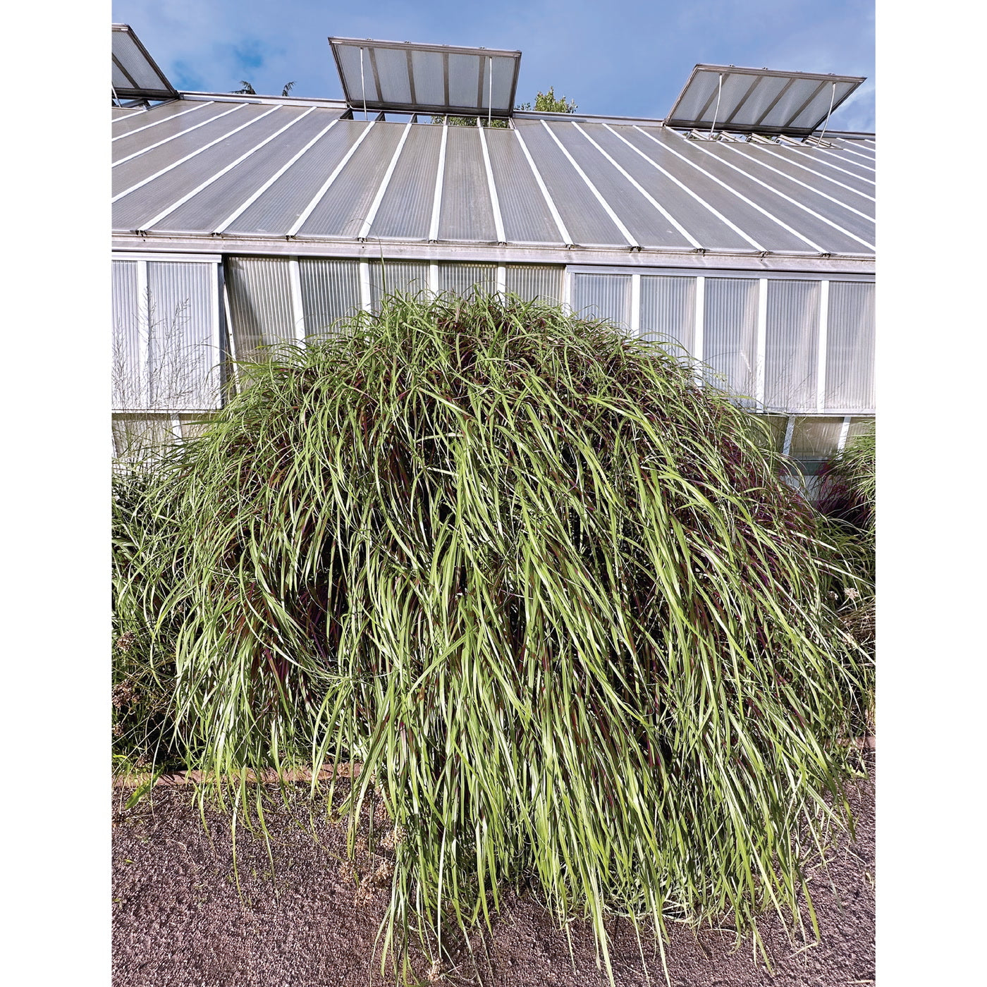 MARTINA BERTHER - BASS WORKS: AS I VENTURE INTO